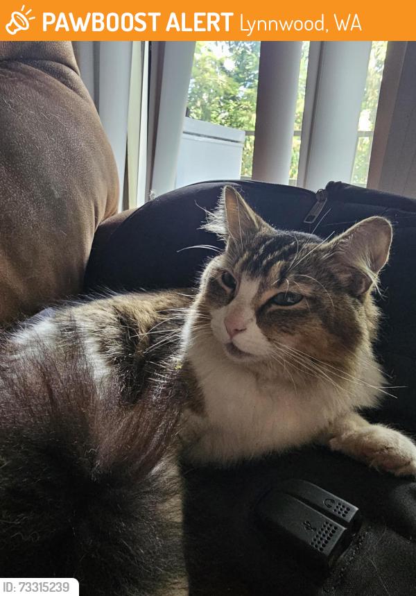 Found/Stray Unknown Cat last seen Near Scriber Lake Park, Lynnwood, WA 98036