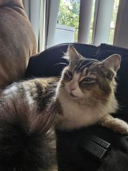 Found/Stray Unknown Cat last seen Near Scriber Lake Park, Lynnwood, WA 98036