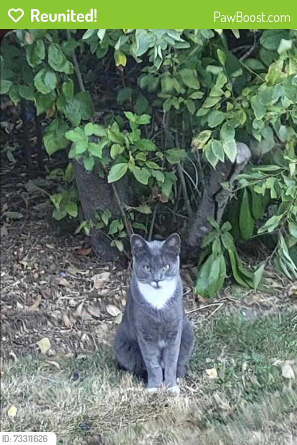 Reunited Unknown Cat last seen SW 14th & SW Spring Garden St, Portland, OR 97219