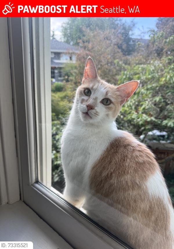 Lost Male Cat last seen Montlake, 23rd Ave E and E Newton St., Seattle, WA 98112