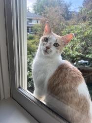 Lost Male Cat last seen Montlake, 23rd Ave E and E Newton St., Seattle, WA 98112