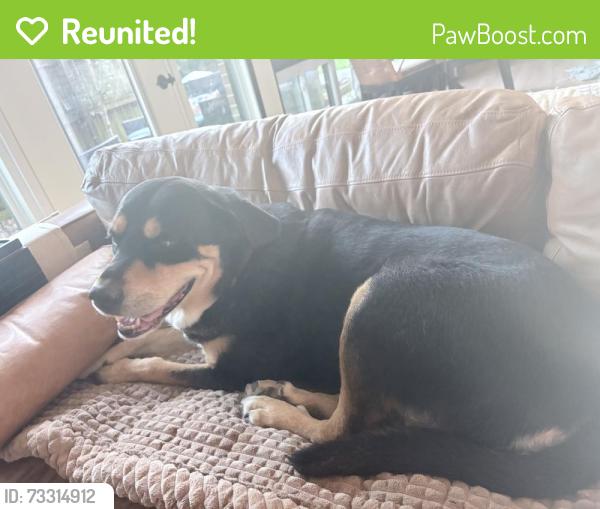 Reunited Female Dog last seen Buena vista and azela, Tyler, TX 75701