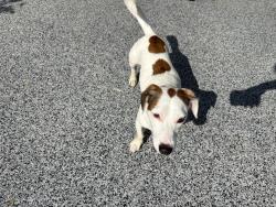 Found/Stray Male Dog last seen Harrington Highway, Eden, NC 27288