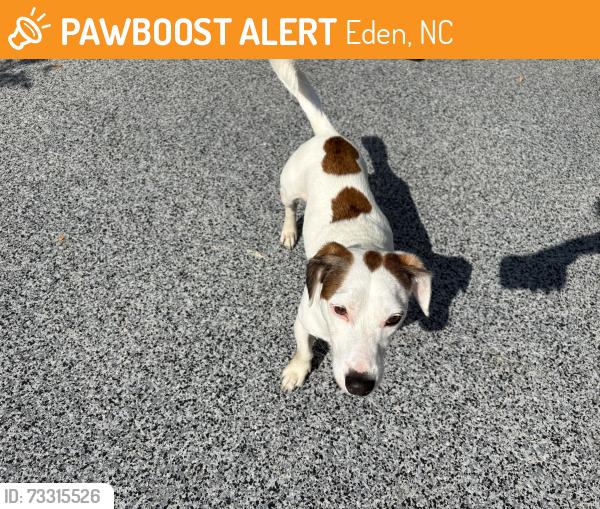 Found/Stray Male Dog last seen Harrington Highway, Eden, NC 27288