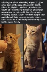 Reunited Male Cat last seen Lowell Street South & Chalmers Street, OR Lowell Street South & Main Street, Cambridge, ON 