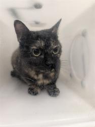 Shelter Stray Female Cat last seen OFALLON, 4850 Mid Rivers Mall Dr, St Peters, MO 63376, USA