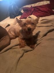 Lost Female Dog last seen Our lady of good counsel Catholic Church, Little Rock, AR 72204