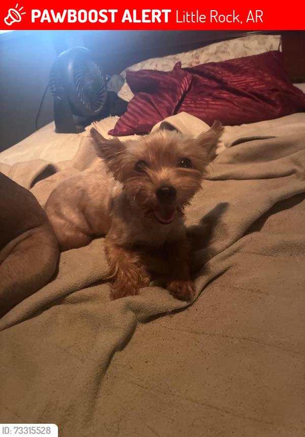Lost Female Dog last seen Our lady of good counsel Catholic Church, Little Rock, AR 72204