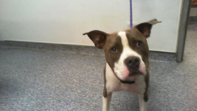 Shelter Stray Male Dog last seen CHARLOTTE, 8315 Byrum Dr, Charlotte, NC 28217, USA