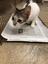 Shelter Stray Female Cat last seen , 14409 Vanowen St, Van Nuys, CA 91405, USA