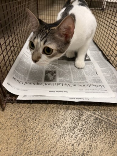 Shelter Stray Female Cat last seen , 14409 Vanowen St, Van Nuys, CA 91405, USA