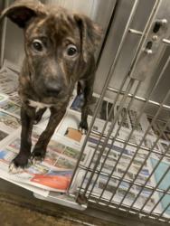 Shelter Stray Female Dog last seen , 14409 Vanowen St, Van Nuys, CA 91405, USA