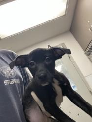 Shelter Stray Female Dog last seen , 14409 Vanowen St, Van Nuys, CA 91405, USA