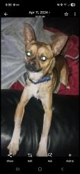 Lost Male Dog last seen Steeplechase dr, Darlington County, SC 29501