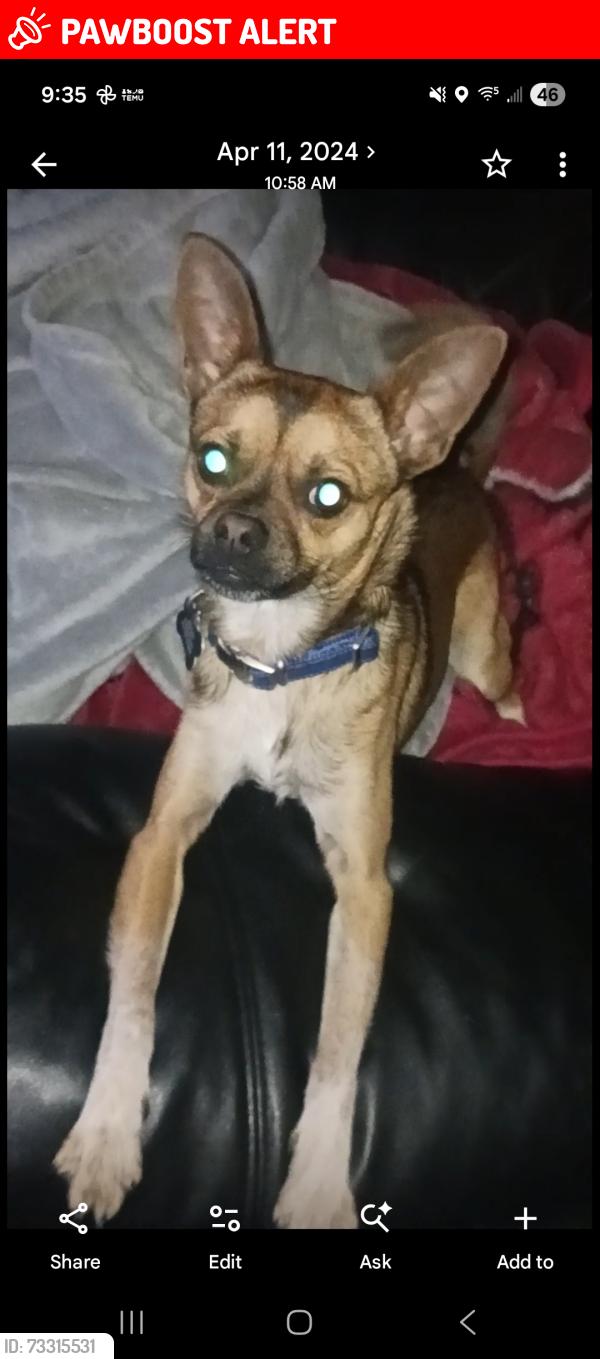 Lost Male Dog last seen Steeplechase dr, Darlington County, SC 29501