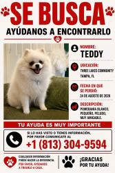 Lost Male Dog last seen Three Lakes Community, Tampa , FL , 33635, Tampa, FL 33635