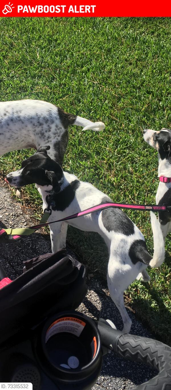 Lost Male Dog last seen Indian town rd jupiter, Palm Beach County, FL 33478