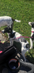 Lost Male Dog last seen Indian town rd jupiter, Palm Beach County, FL 33478