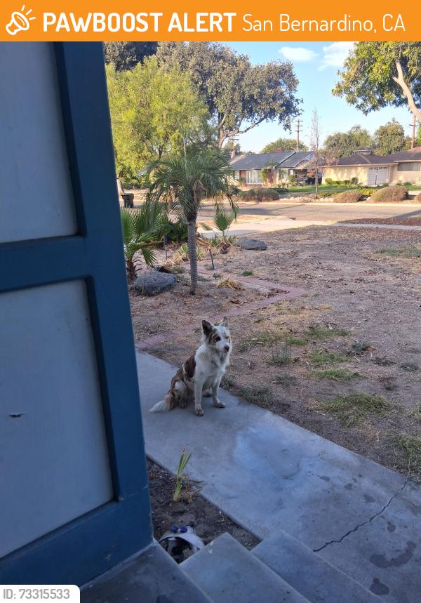 Found/Stray Unknown Dog last seen 35th street, San Bernardino, CA 92404