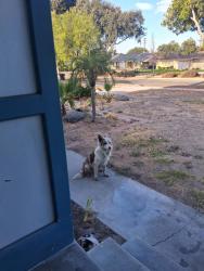 Found/Stray Unknown Dog last seen 35th street, San Bernardino, CA 92404