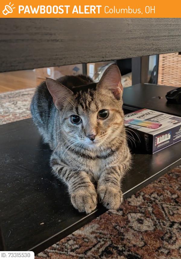 Found/Stray Female Cat last seen Found in backyard, Columbus, OH 43215