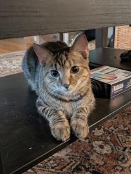 Found/Stray Female Cat last seen Found in backyard, Columbus, OH 43215