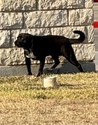 Found/Stray Unknown Dog last seen Stan Schlueter Loop, Killeen, TX., Killeen, TX 76549