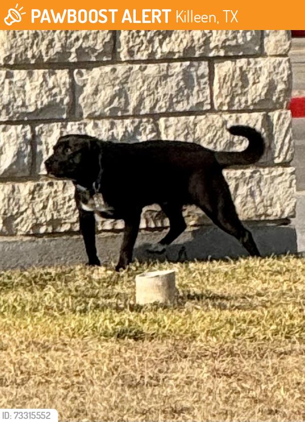 Found/Stray Unknown Dog last seen Stan Schlueter Loop, Killeen, TX., Killeen, TX 76549