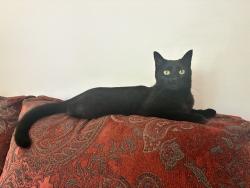 Reunited Female Cat last seen CSU vet school, elementary school, Fort Collins, CO 80526