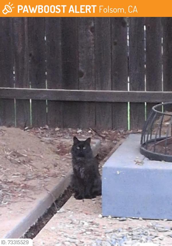 Found/Stray Unknown Cat last seen Laurelwood Drive, Folsom, Folsom, CA 95630