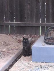 Found/Stray Unknown Cat last seen Laurelwood Drive, Folsom, Folsom, CA 95630
