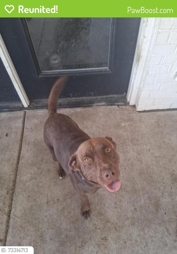 Reunited Male Dog last seen 49th and Matador trail, Amarillo, TX 79109