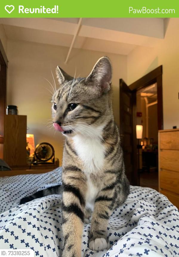 Reunited Female Cat last seen Raymond Ave, Vassar College, NY 12603
