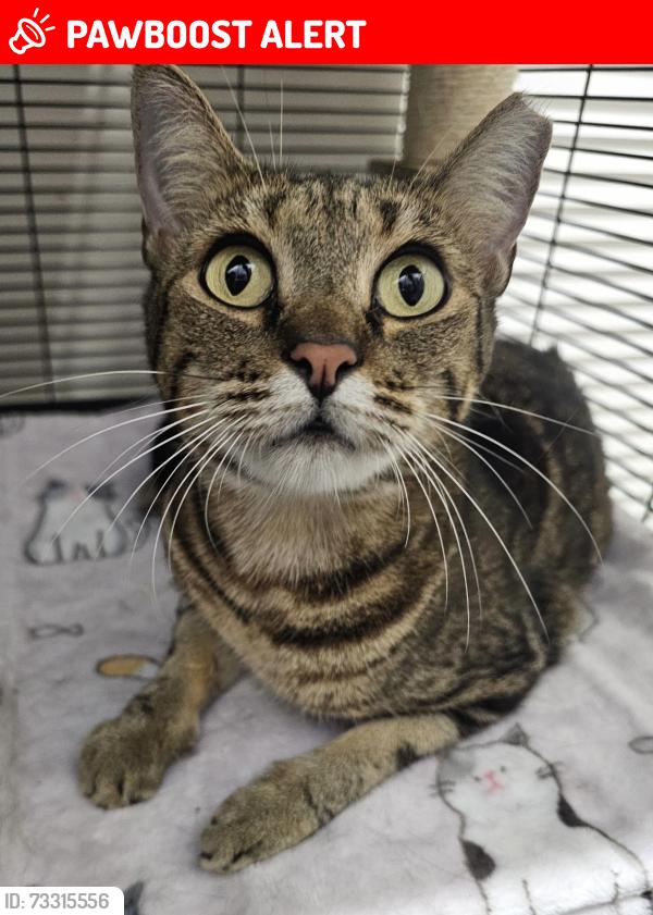 Lost Female Cat last seen Biminy Ave and Holiday in Cabana Colony, Palm Beach Gardens, FL 33410