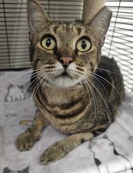 Lost Female Cat last seen Biminy Ave and Holiday in Cabana Colony, Palm Beach Gardens, FL 33410