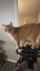 Reunited Male Cat last seen Jefferson on the Lake apmts, Olathe, KS 66062