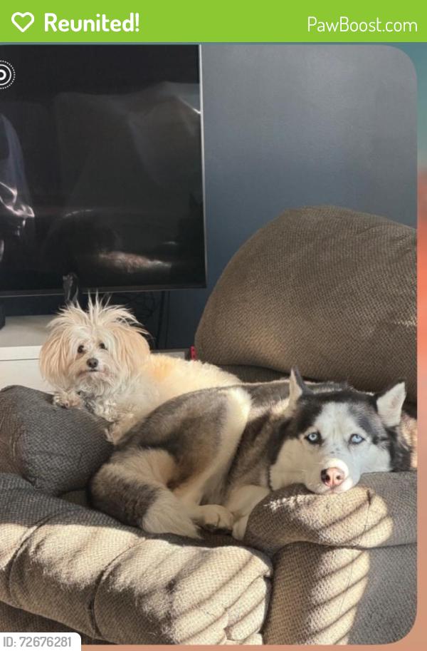 Reunited Male Dog last seen Yadkin, Fayetteville, NC 28305