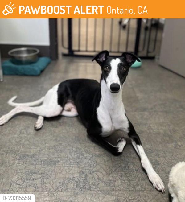 Found/Stray Male Dog last seen Unk cross streets in ONTARIO CA, Ontario, CA 91761
