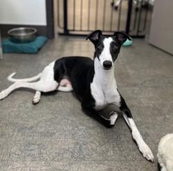 Found/Stray Male Dog last seen Unk cross streets in ONTARIO CA, Ontario, CA 91761