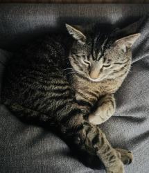 Lost Male Cat last seen Charles St, Green Bay, WI 54302