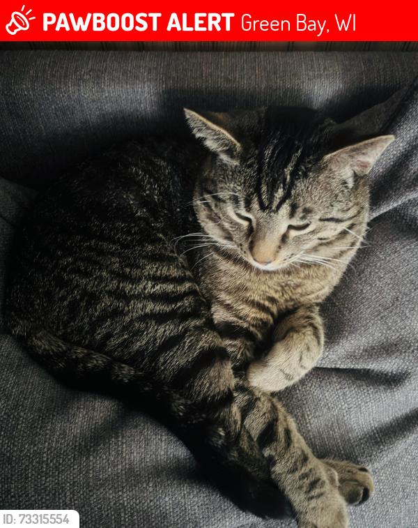 Lost Male Cat last seen Charles St, Green Bay, WI 54302
