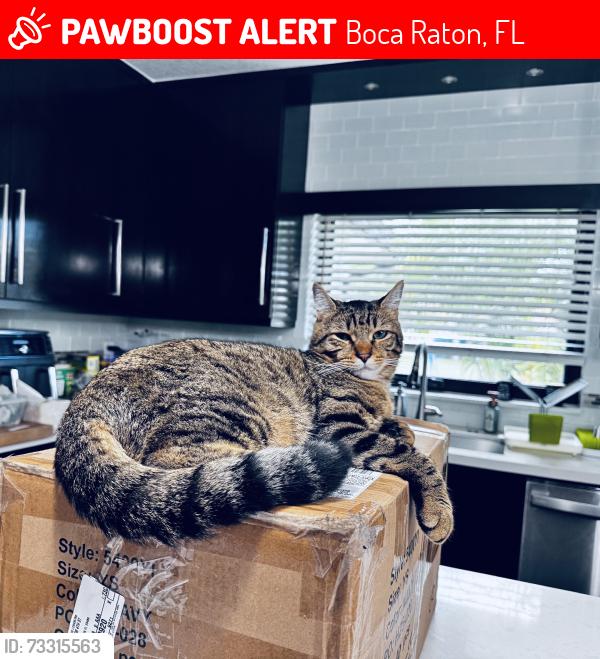 Lost Male Cat last seen Camino Real, 12th ave, Boca Raton, FL 33486
