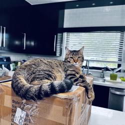 Lost Male Cat last seen Camino Real, 12th ave, Boca Raton, FL 33486