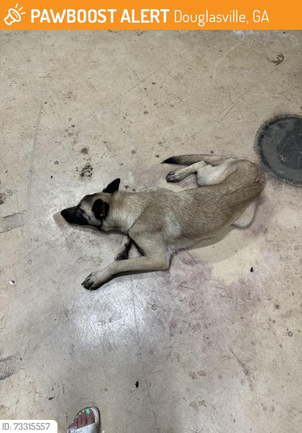 Found/Stray Male Dog last seen Hwy 92 & Sweetwater Church Rd, Douglasville, GA 30134