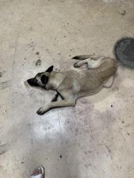 Found/Stray Male Dog last seen Hwy 92 & Sweetwater Church Rd, Douglasville, GA 30134