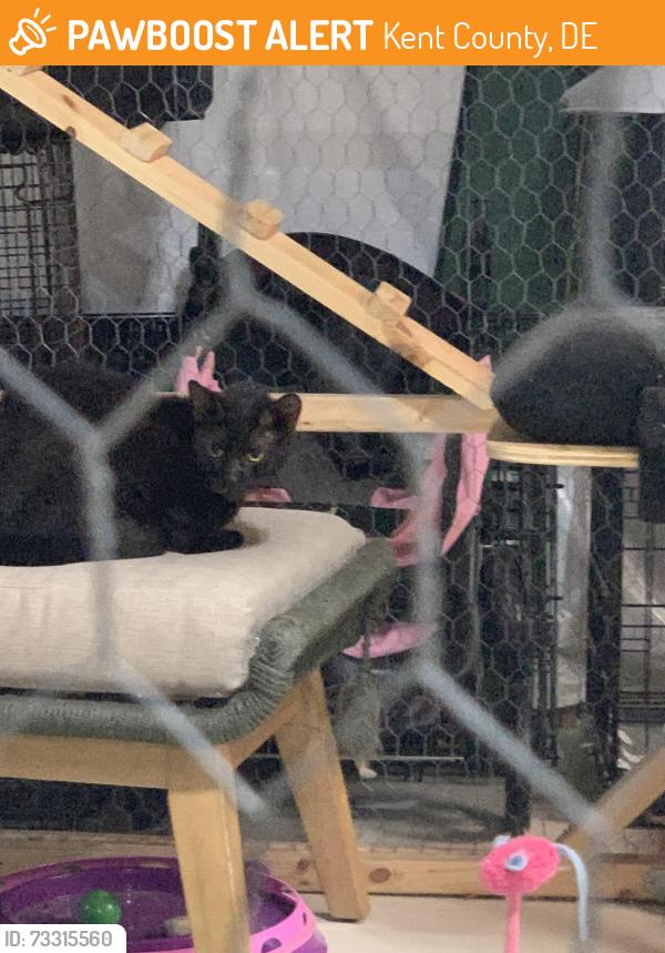 Found/Stray Unknown Cat last seen Brenford road, Kent County, DE 19977