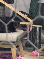 Found/Stray Unknown Cat last seen Brenford road, Kent County, DE 19977