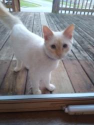 Found/Stray Unknown Cat last seen 43rd St South and Phelps Rd, Independence, MO 64055