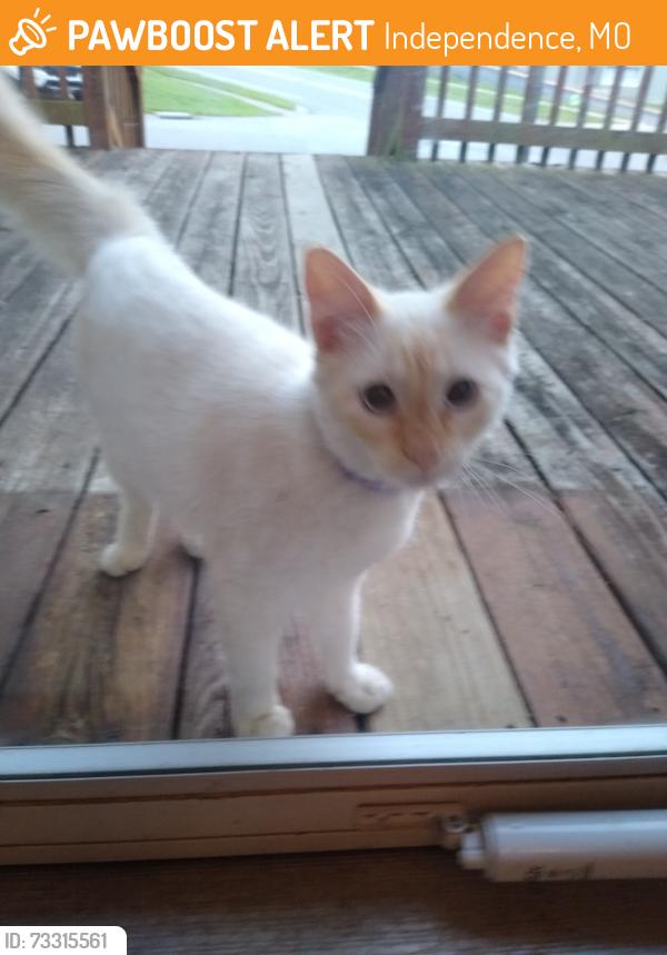 Found/Stray Unknown Cat last seen 43rd St South and Phelps Rd, Independence, MO 64055