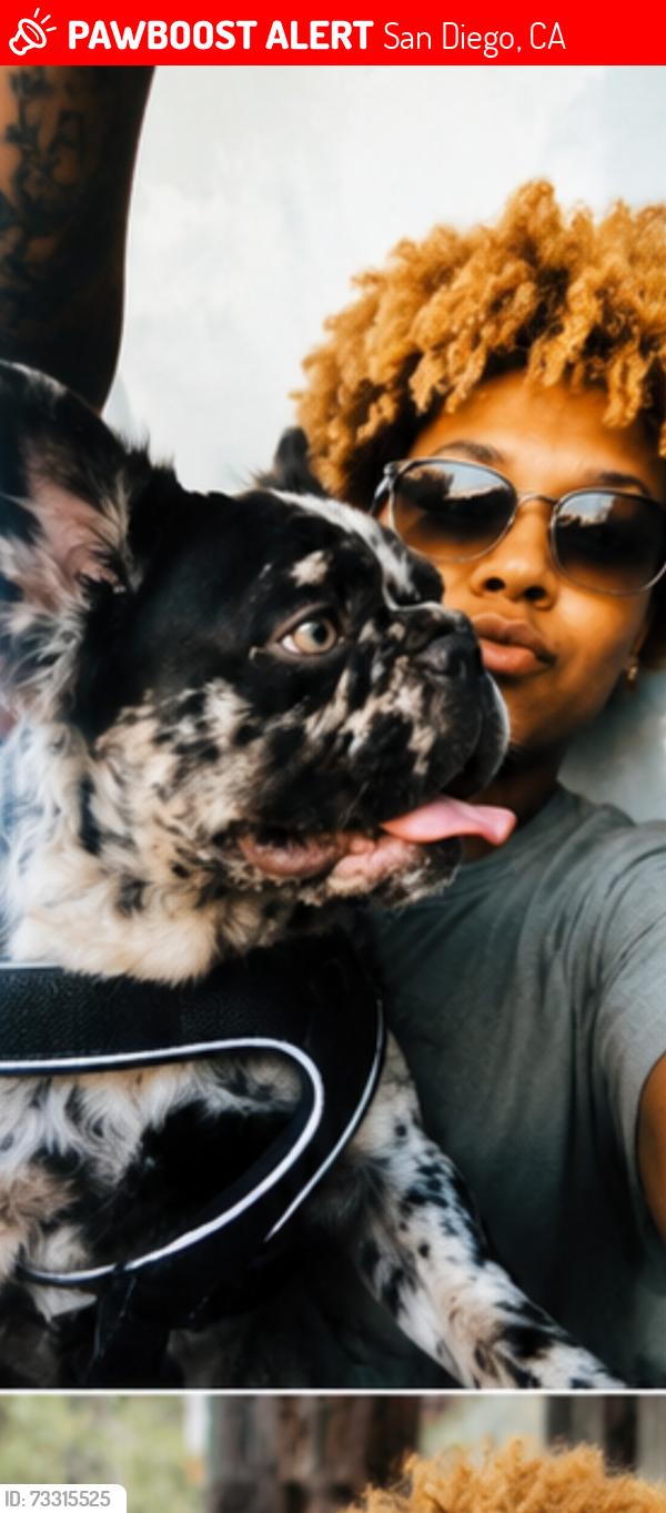 Lost Unknown Dog last seen Ingrid ave, San Diego, CA 92154